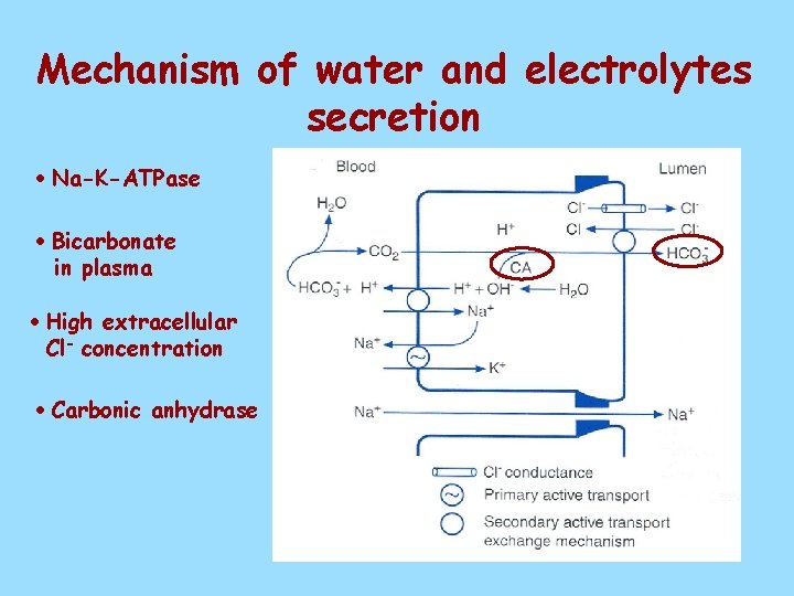 Mechanism of water and electrolytes secretion Na-K-ATPase Bicarbonate in plasma High extracellular Cl- concentration