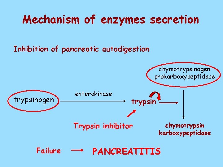 Mechanism of enzymes secretion Inhibition of pancreatic autodigestion chymotrypsinogen prokarboxypeptidase trypsinogen enterokinase trypsin Trypsin