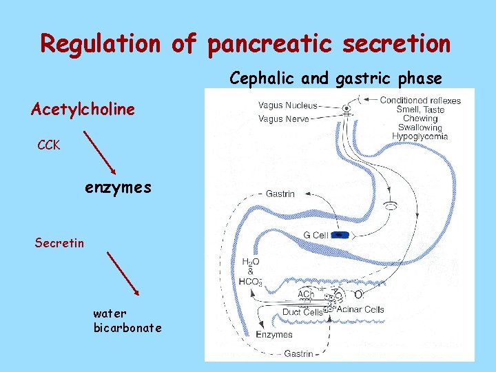 Regulation of pancreatic secretion Cephalic and gastric phase Acetylcholine CCK enzymes Secretin water bicarbonate