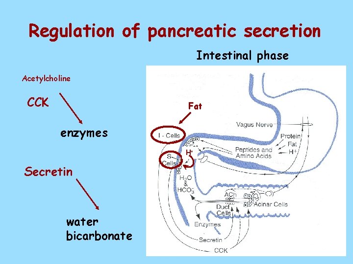 Regulation of pancreatic secretion Intestinal phase Acetylcholine CCK Fat enzymes H+ Secretin water bicarbonate
