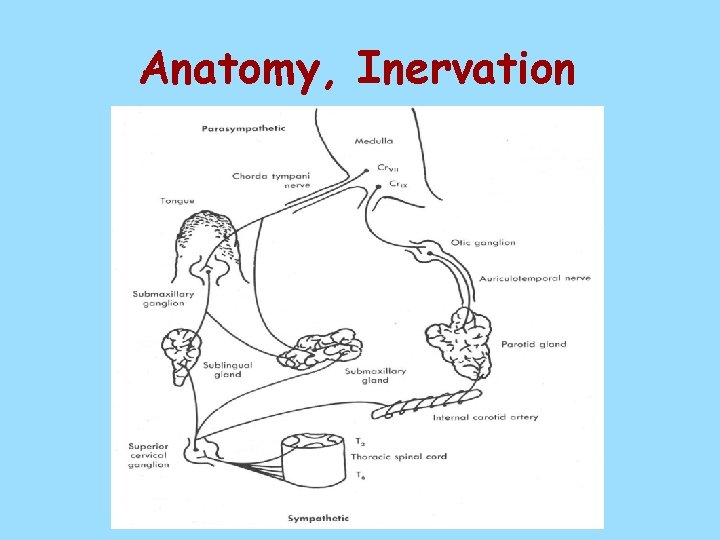 Anatomy, Inervation 