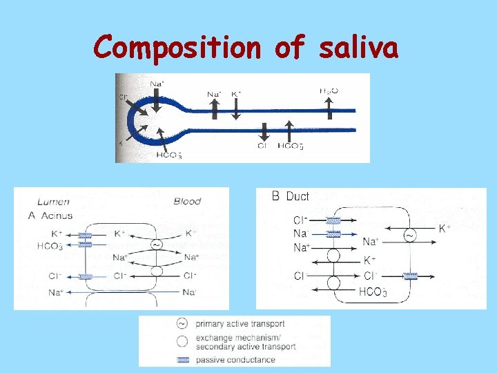 Composition of saliva 