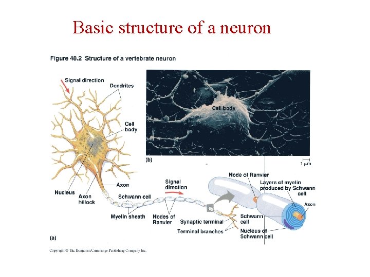 Basic structure of a neuron 