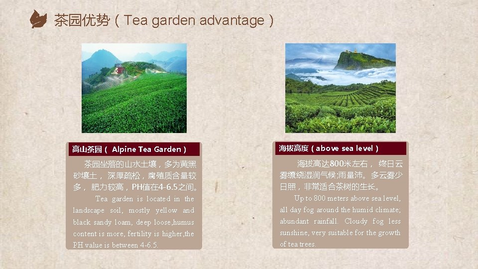 茶园优势（Tea garden advantage） 高山茶园（ Alpine Tea Garden） 海拔高度（above sea level） 茶园坐落的山水土壤，多为黄黑 海拔高达 800米左右， 终日云