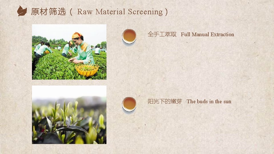 原 材 筛 选 （ Raw Material Screening） 全手 萃取 Full Manual Extraction 阳光下的嫩芽