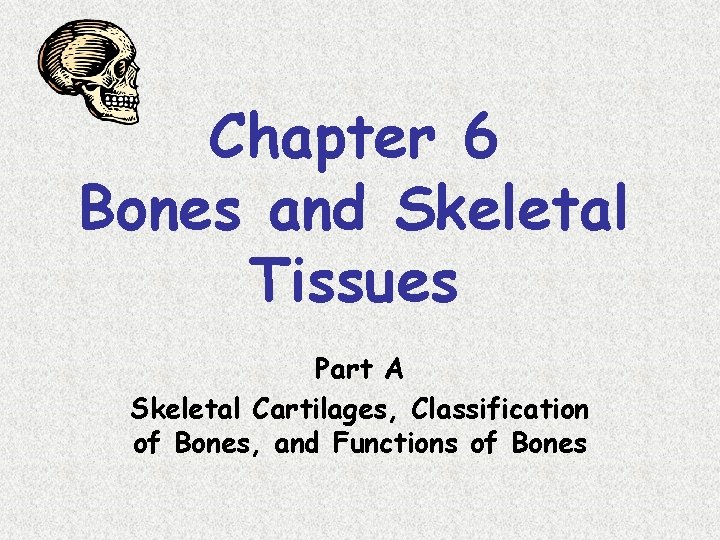 Chapter 6 Bones and Skeletal Tissues Part A Skeletal Cartilages, Classification of Bones, and