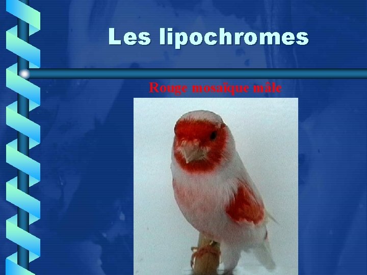Les lipochromes Rouge mosaïque mâle 