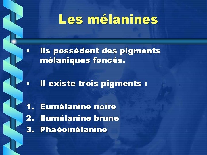 Les mélanines • Ils possèdent des pigments mélaniques foncés. • Il existe trois pigments