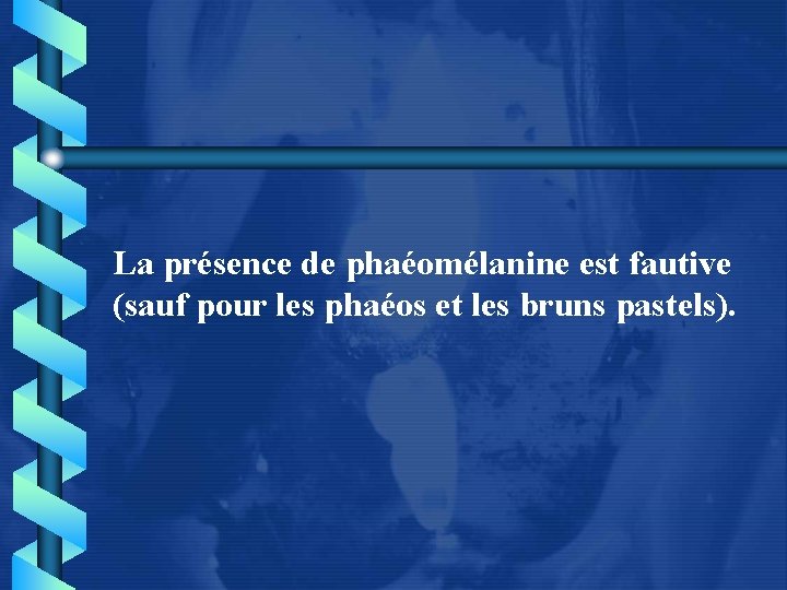 La présence de phaéomélanine est fautive (sauf pour les phaéos et les bruns pastels).