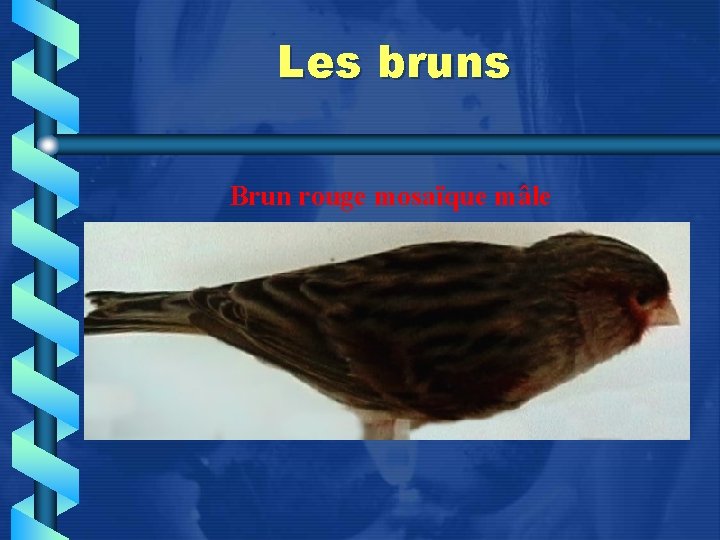 Les bruns Brun rouge mosaïque mâle 