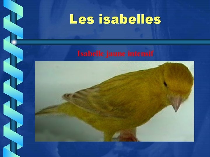 Les isabelles Isabelle jaune intensif 