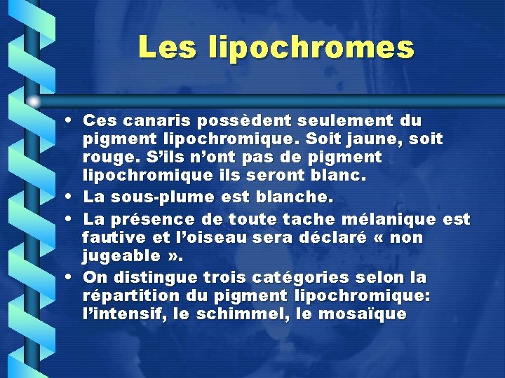 Les lipochromes • Ces canaris possèdent seulement du pigment lipochromique. Soit jaune, soit rouge.