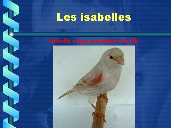 Les isabelles Isabelle rouge mosaïque femelle 