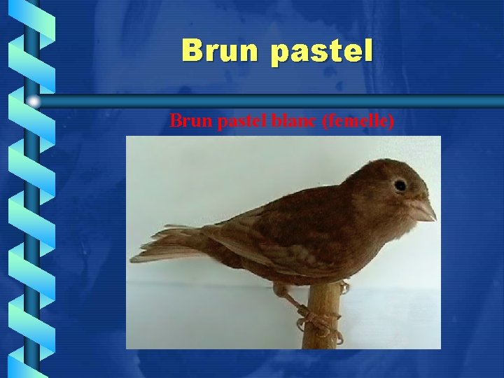 Brun pastel blanc (femelle) 