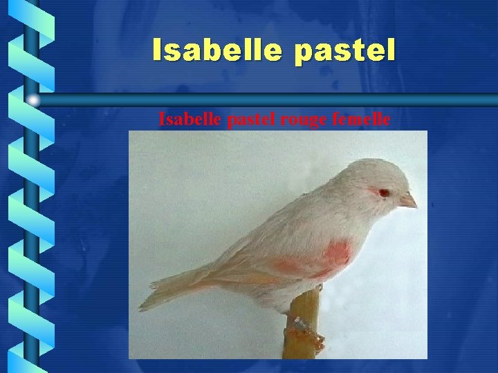 Isabelle pastel rouge femelle 