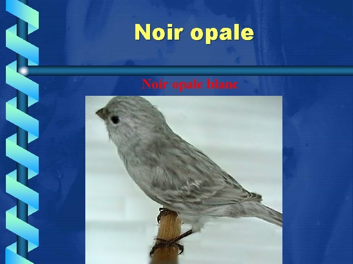 Noir opale blanc 