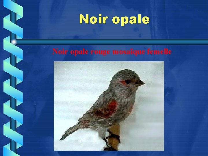 Noir opale rouge mosaïque femelle 