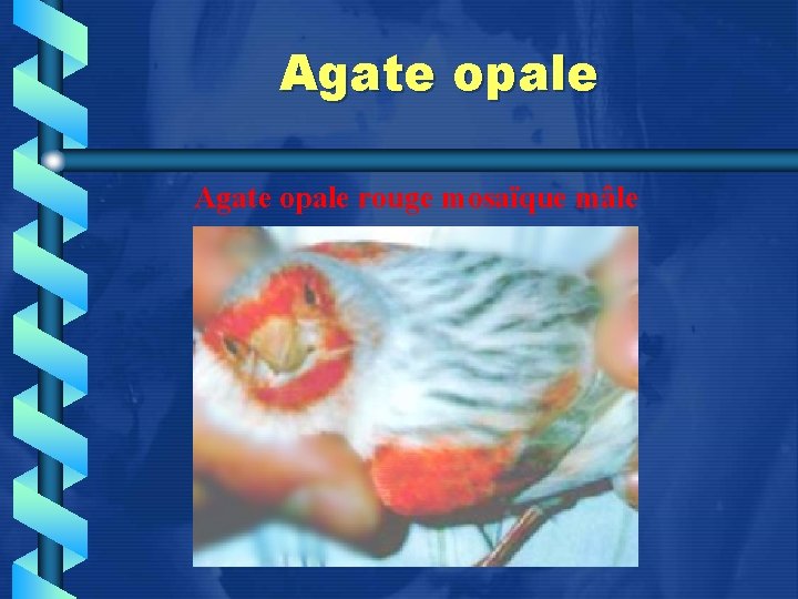 Agate opale rouge mosaïque mâle 