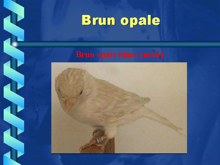 Brun opale blanc (mâle) 