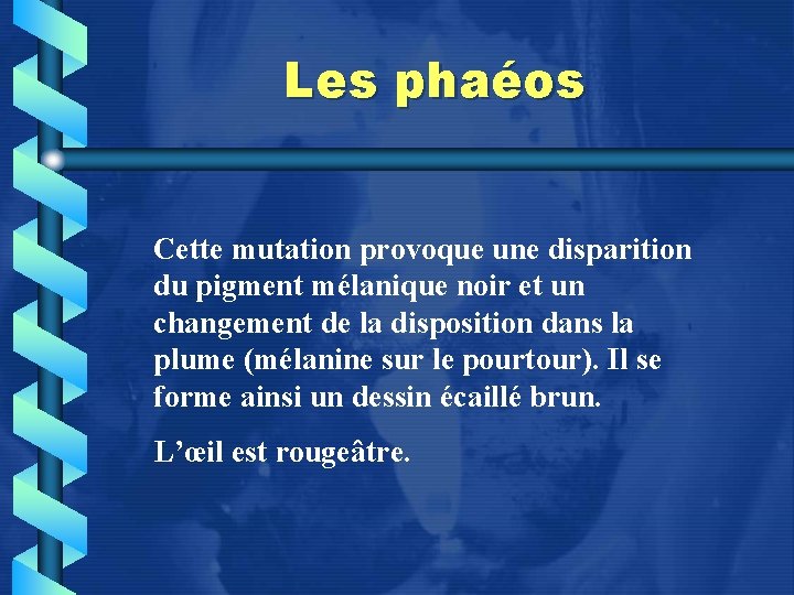 Les phaéos Cette mutation provoque une disparition du pigment mélanique noir et un changement