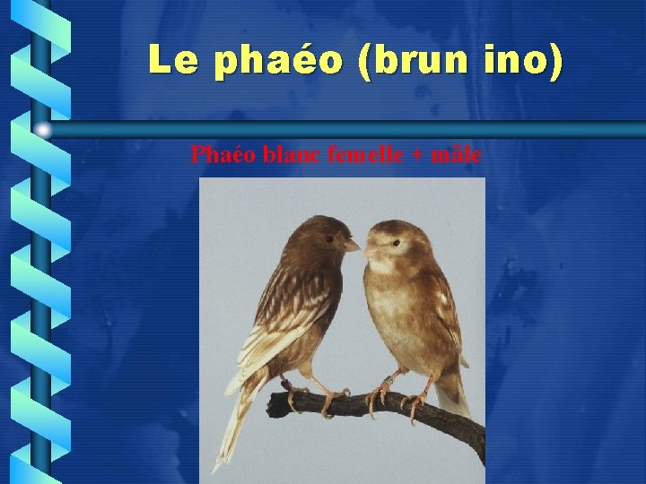 Le phaéo (brun ino) Phaéo blanc femelle + mâle 