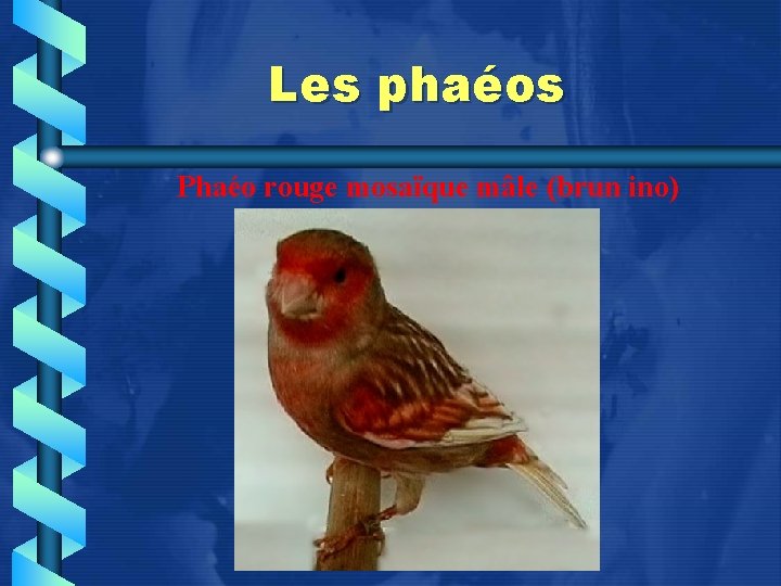 Les phaéos Phaéo rouge mosaïque mâle (brun ino) 