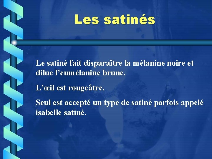 Les satinés Le satiné fait disparaître la mélanine noire et dilue l’eumélanine brune. L’œil