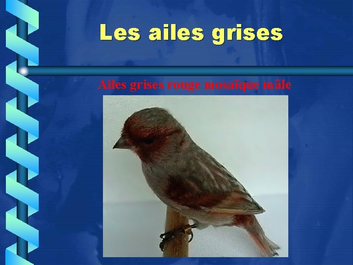 Les ailes grises Ailes grises rouge mosaïque mâle 