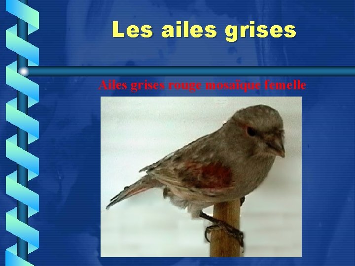 Les ailes grises Ailes grises rouge mosaïque femelle 