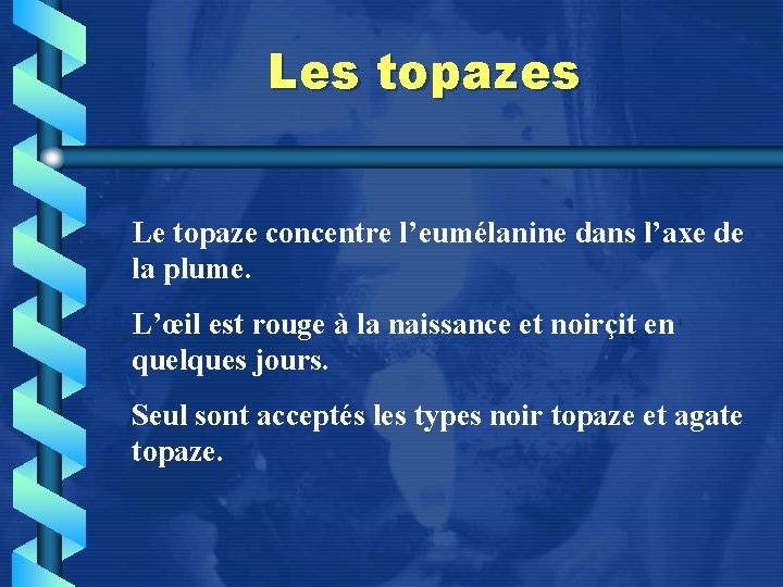 Les topazes Le topaze concentre l’eumélanine dans l’axe de la plume. L’œil est rouge