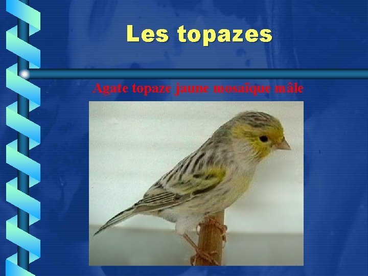 Les topazes Agate topaze jaune mosaïque mâle 