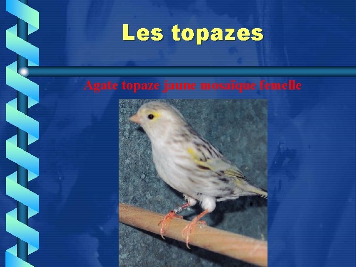 Les topazes Agate topaze jaune mosaïque femelle 