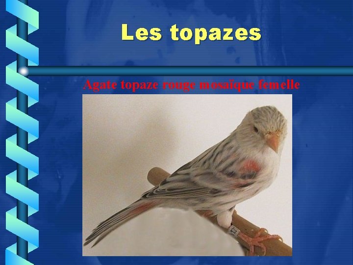 Les topazes Agate topaze rouge mosaïque femelle 