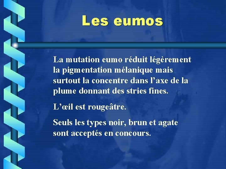 Les eumos La mutation eumo réduit légèrement la pigmentation mélanique mais surtout la concentre