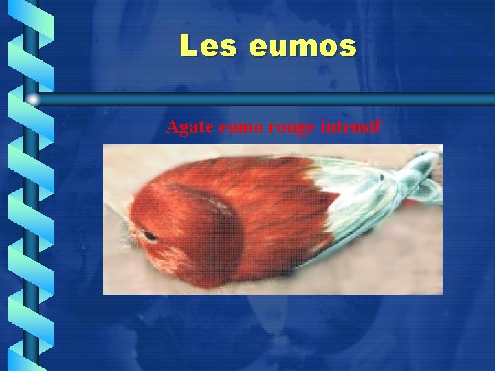 Les eumos Agate eumo rouge intensif 