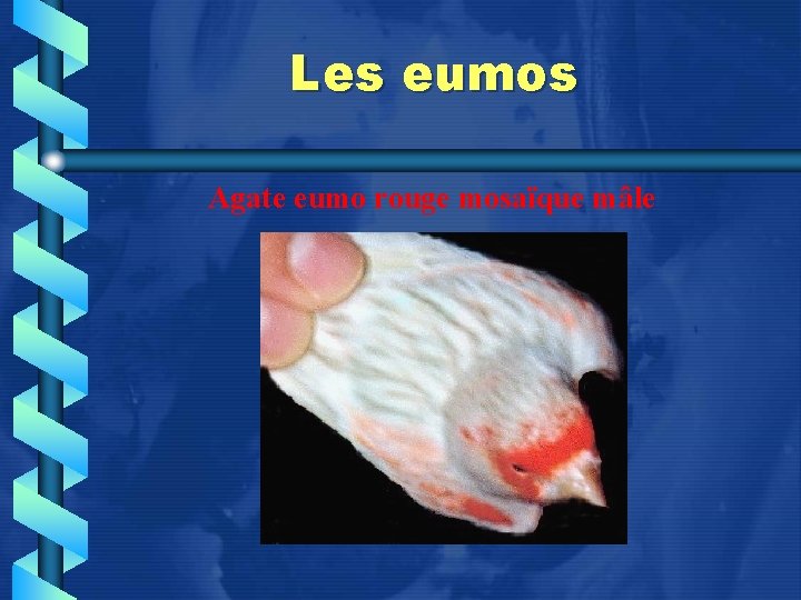 Les eumos Agate eumo rouge mosaïque mâle 