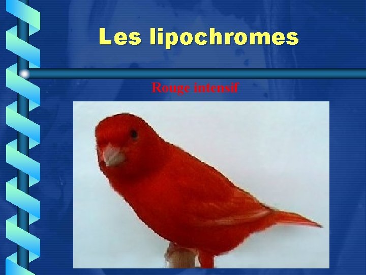 Les lipochromes Rouge intensif 