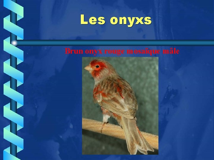 Les onyxs Brun onyx rouge mosaïque mâle 