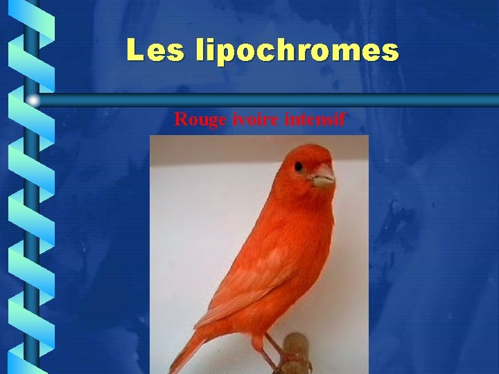 Les lipochromes Rouge ivoire intensif 