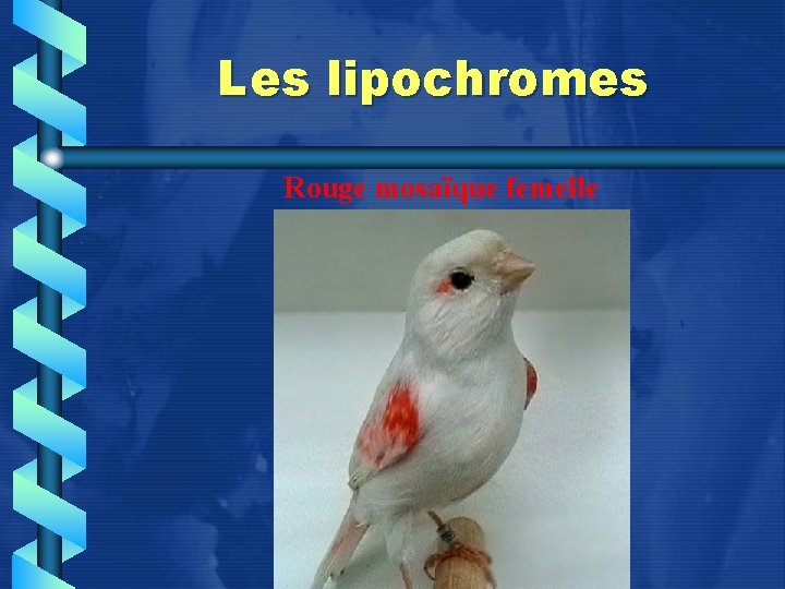 Les lipochromes Rouge mosaïque femelle 