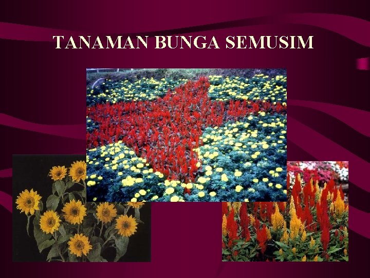 TANAMAN BUNGA SEMUSIM 