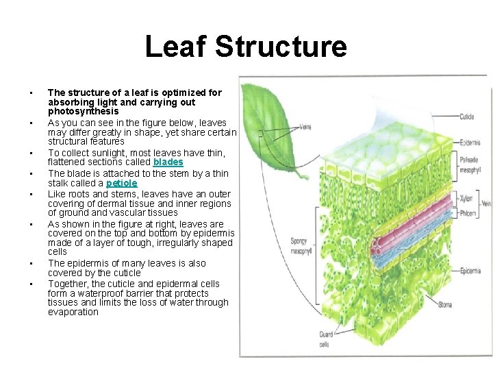 Leaf Structure • • The structure of a leaf is optimized for absorbing light