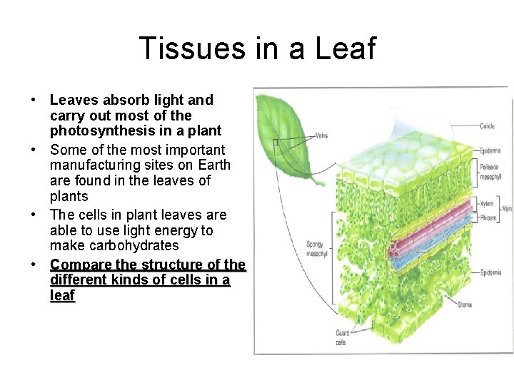 Tissues in a Leaf • Leaves absorb light and carry out most of the