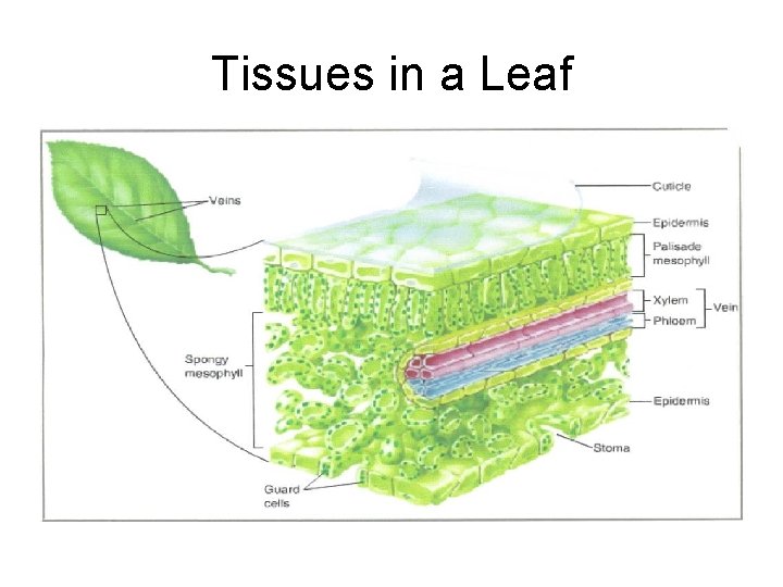 Tissues in a Leaf Tissues in a Leaf