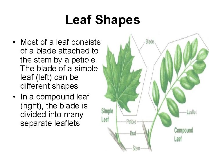 Leaf Shapes • Most of a leaf consists of a blade attached to the