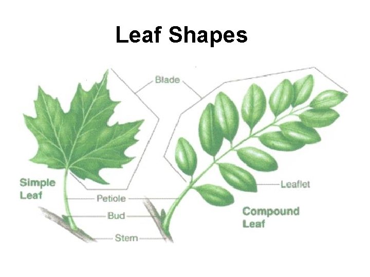 Leaf Shapes 