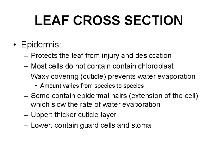 LEAF CROSS SECTION • Epidermis: – Protects the leaf from injury and desiccation –