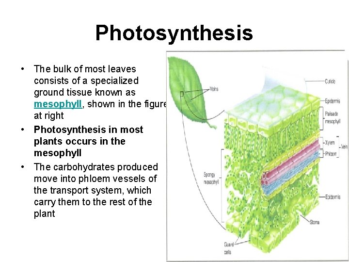 Photosynthesis • The bulk of most leaves consists of a specialized ground tissue known
