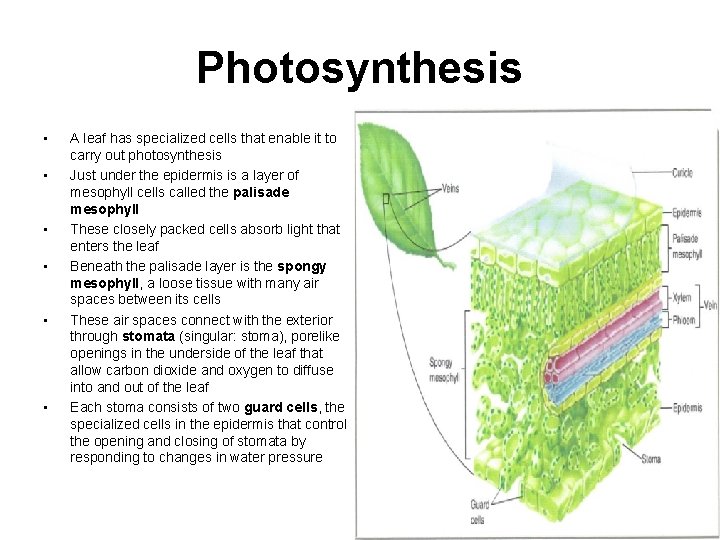 Photosynthesis • • • A leaf has specialized cells that enable it to carry