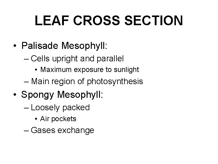 LEAF CROSS SECTION • Palisade Mesophyll: – Cells upright and parallel • Maximum exposure
